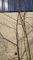 Silver Birch, container grown - 2