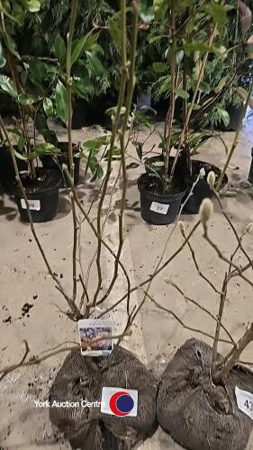 Magnolia soulangeana