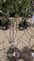 Magnolia soulangeana