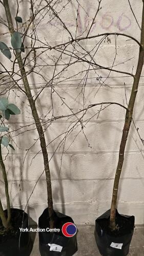 Silver Birch, container grown