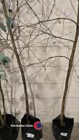 Silver Birch, container grown