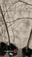 Silver Birch, container grown - 2