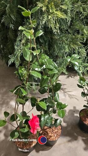 2 x camellia, ,budded and named