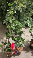 2 x camellia, ,budded and named