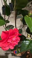 2 x camellia, ,budded and named - 2