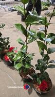 2 x camellia, ,budded and named