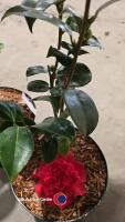 2 x camellia, ,budded and named - 2