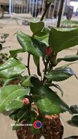2 x camellia, ,budded and named - 3