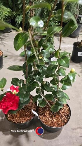 2 x camellia, ,budded and named