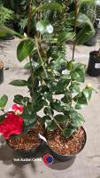2 x camellia, ,budded and named