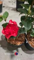 2 x camellia, ,budded and named - 2