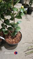 2 x camellia, ,budded and named - 3