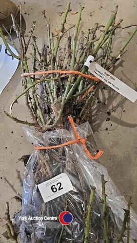 5 x Rose bush Sunblest