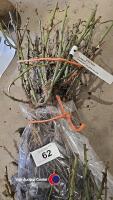 5 x Rose bush Sunblest