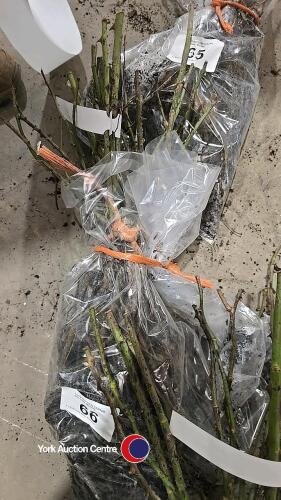 5 x Rose bush Silver Wedding