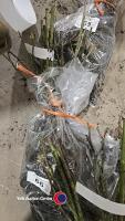 5 x Rose bush Silver Wedding