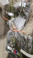 5 x Rose bush Silver Wedding - 2