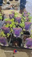 12 x Delphinium Excaliber
