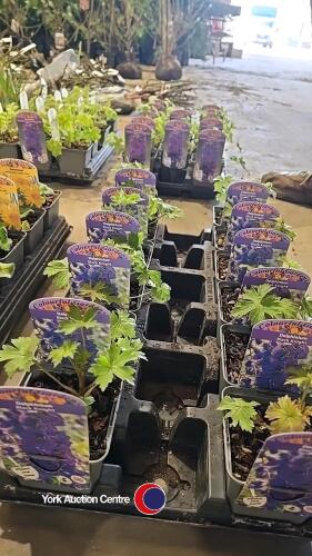 12 x Delphinium Blackknight, perennial
