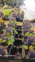 12 x Delphinium Blackknight, perennial - 2