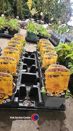 12 x Coreopsis Grandiflora illico, perennial