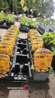 12 x Coreopsis Grandiflora illico, perennial