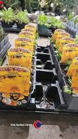 12 x Coreopsis Grandiflora illico, perennial - 2