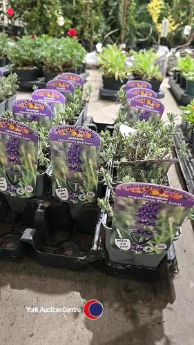 12 x Lavender blue scent