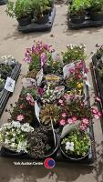 18 x Alpines, mixed varieties