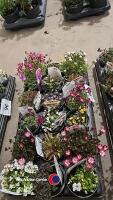 18 x Alpines, mixed varieties - 2
