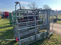 Cattle crush - 4