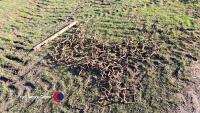 Quad ATV chain harrows