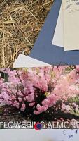 Almond tree, early flowering, bare rooted - 3