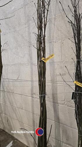 10 x Maple trees