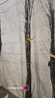 10 x Maple trees