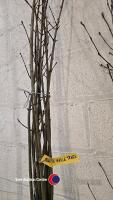 10 x Maple trees - 2