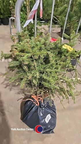 10 x Blue spruce trees