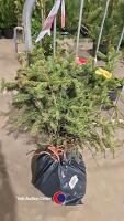 10 x Blue spruce trees