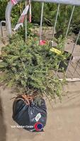 10 x Blue spruce trees - 2