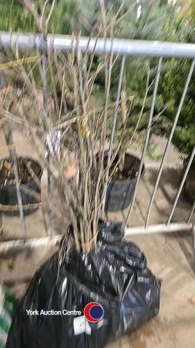 25 x Red Oak trees