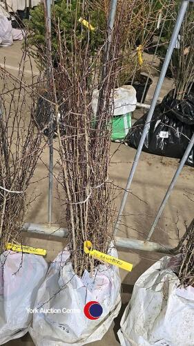 50 x Hawthorn hedging