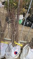 50 x Hawthorn hedging