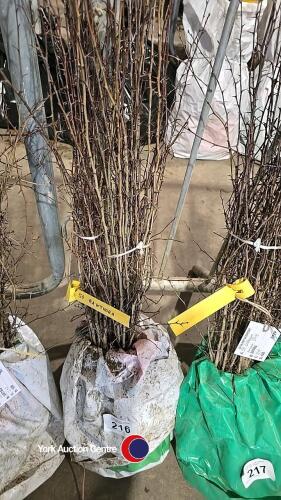 50 x Hawthorn hedging