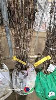 50 x Hawthorn hedging