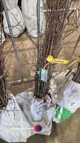 50 x Hawthorn hedging