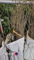 20 x Wild Privet hedging