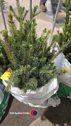 25 x Norway Spruce
