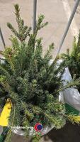 25 x Norway Spruce - 2