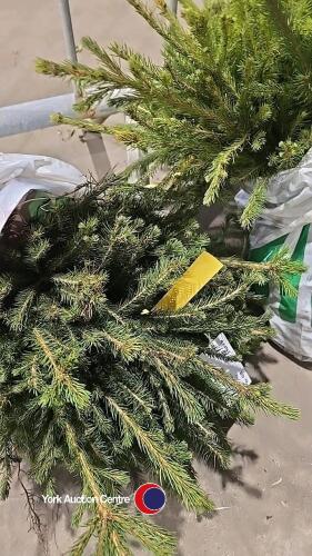 25 x Norway Spruce