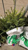 25 x Norway Spruce